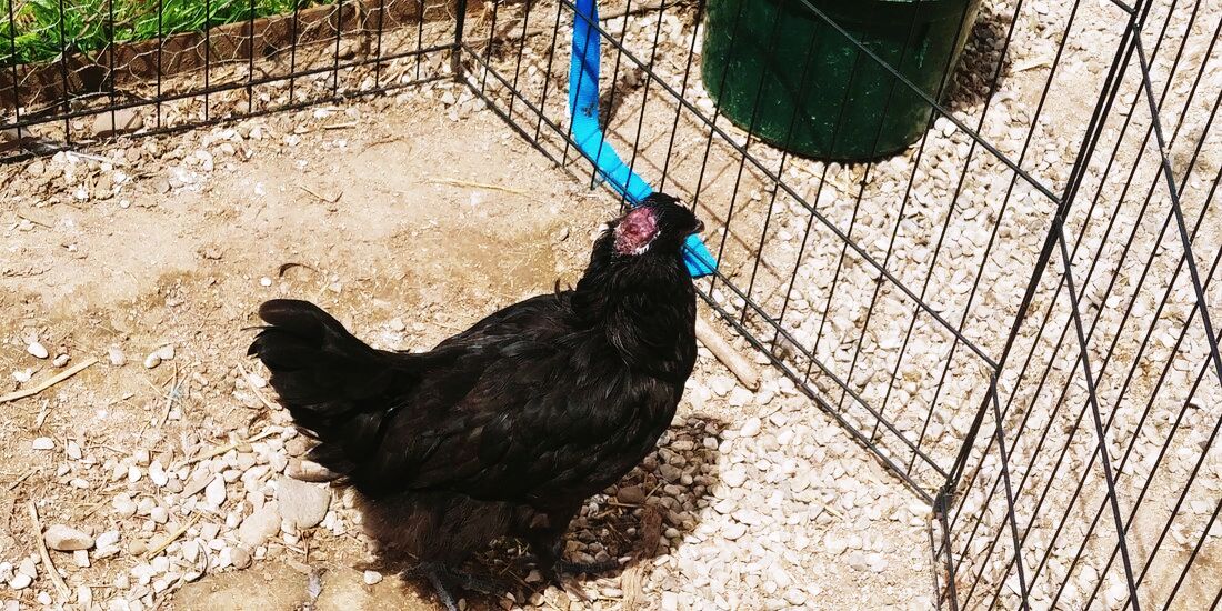 chicken hen eggs barn coop farm homestead Picture Picture