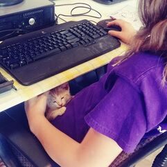 Cat Kitten Computer