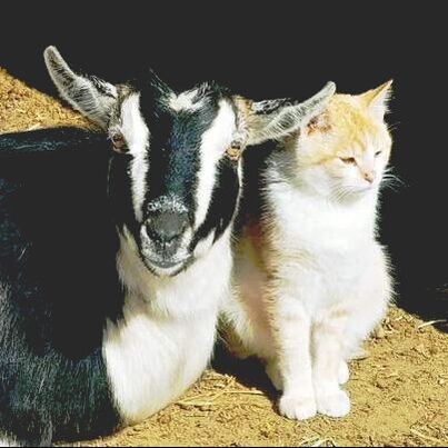 nigerian dwarf goat buckskin barn cat friends 