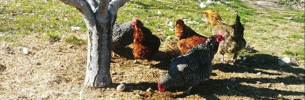 chicken hen eggs barn coop farm homestead Picture Picture