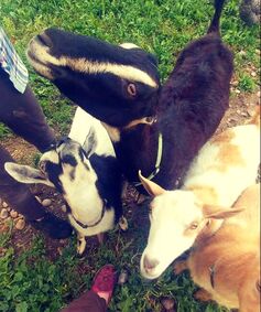 nigerian dwarf lamancha goat barn farm homestead