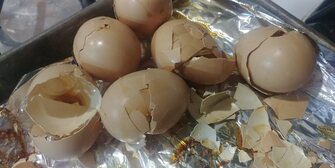 chicken hen eggs shell eggshell barn coop farm homestead Picture Picture