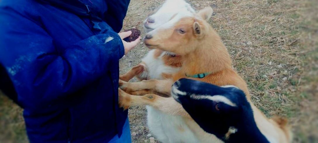 nigerian dwarf lamancha goat barn farm homestead
