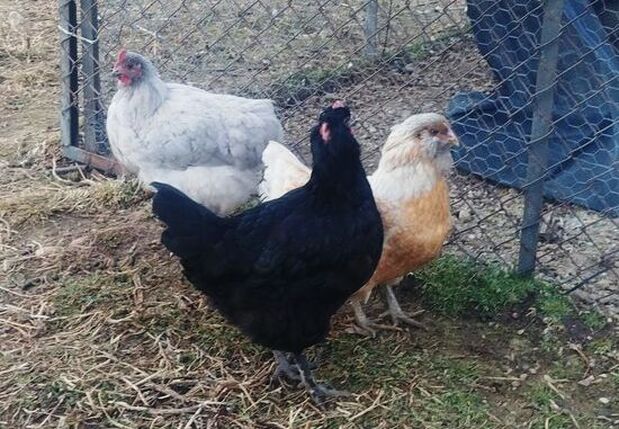 chicken hen eggs barn coop farm homestead Picture Picture