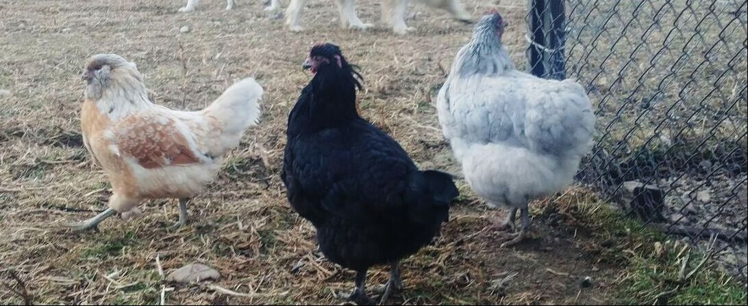 chicken hen eggs barn coop farm homestead Picture Picture