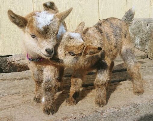 kid goat twin farm grange nigerian dwarf 